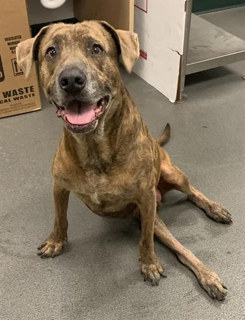 An adult large-sized male Plott Hound dog named Stormy for adoption in Corpus Christi, TX