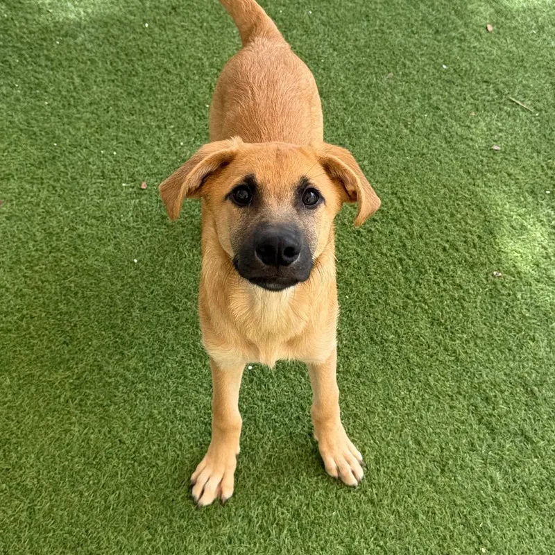 A baby medium-sized female Brown / Chocolate Shepherd dog named Hazel for adoption in LOXAHATCHEE, FL