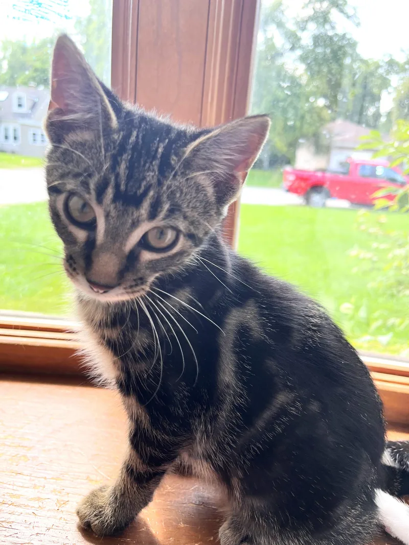 A baby medium-sized male Tabby (Brown / Chocolate) Tabby cat named Faible for adoption in Lombard, IL