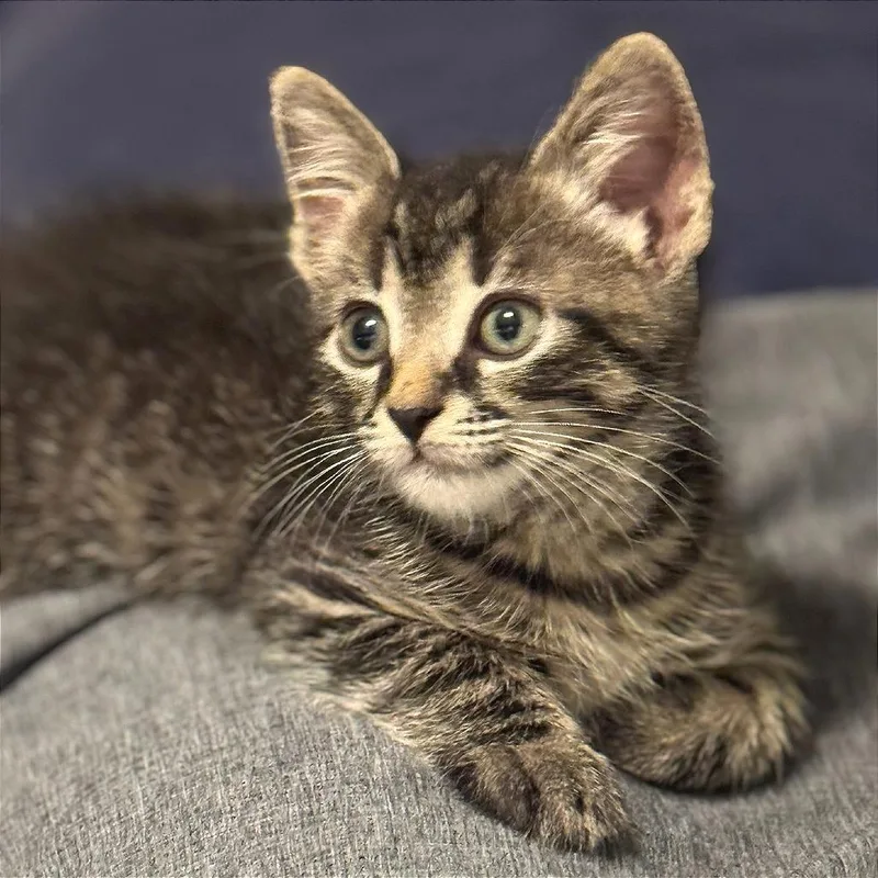 A baby small-sized male Domestic Short Hair cat named Boo Radley for adoption in Cumming, GA