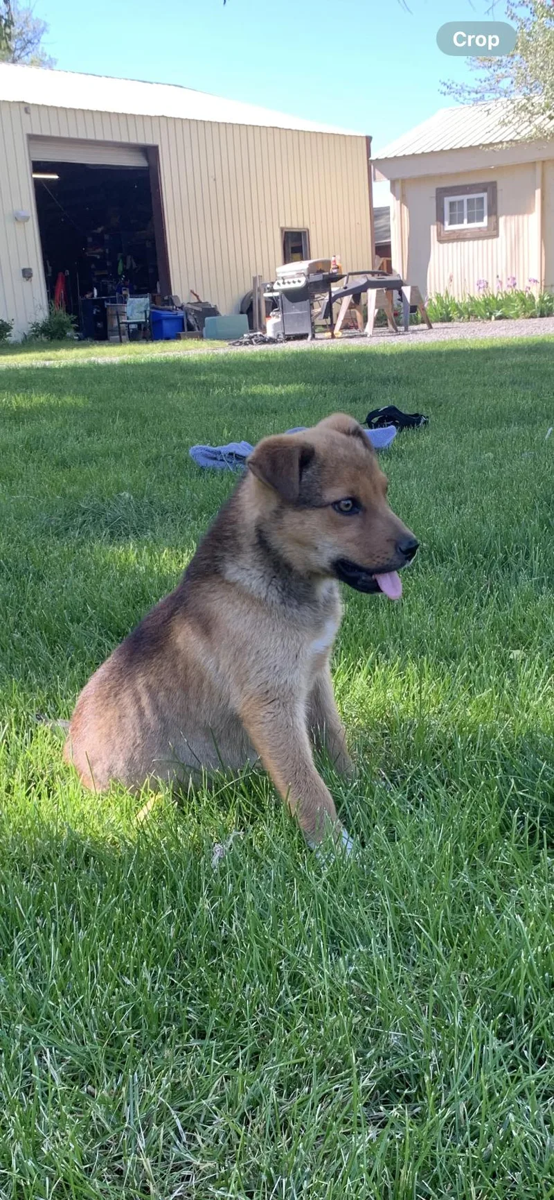 Darla