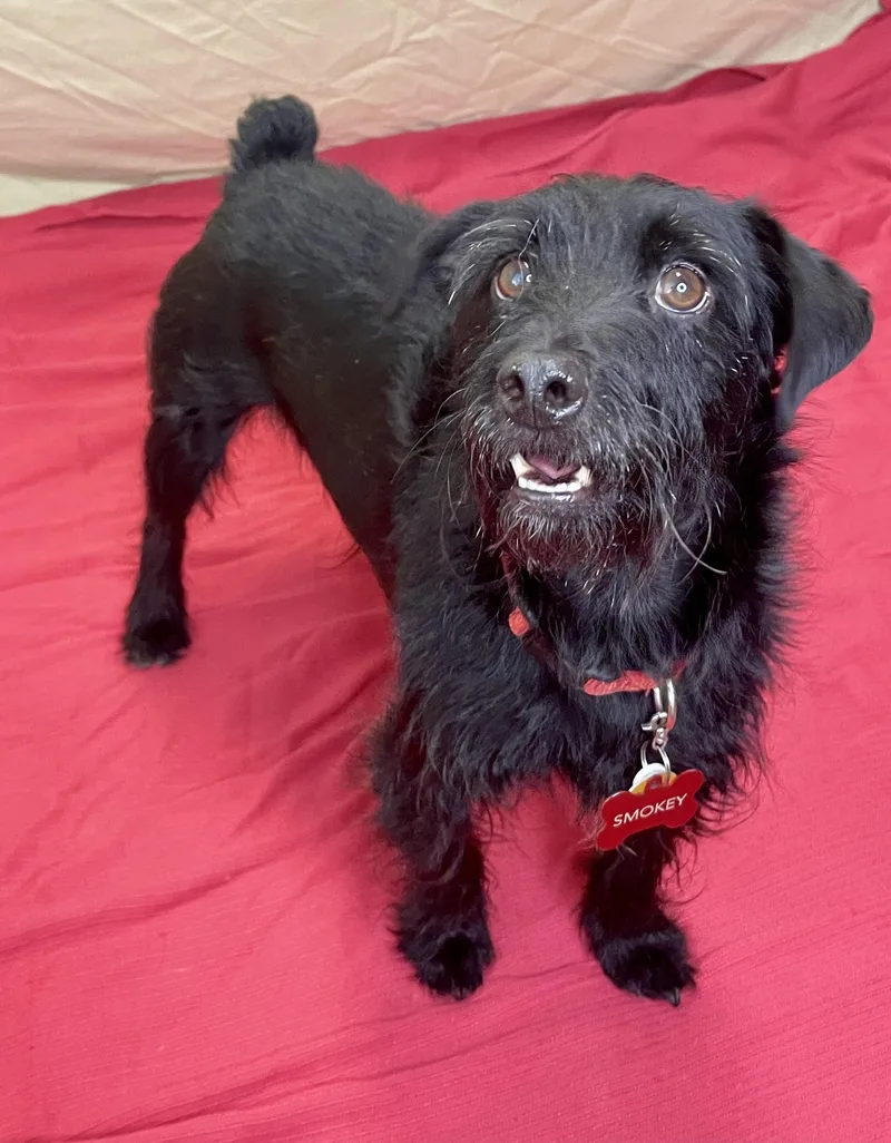 An adult small-sized male Black Miniature Schnauzer dog named Smokey for adoption in Lacon, IL