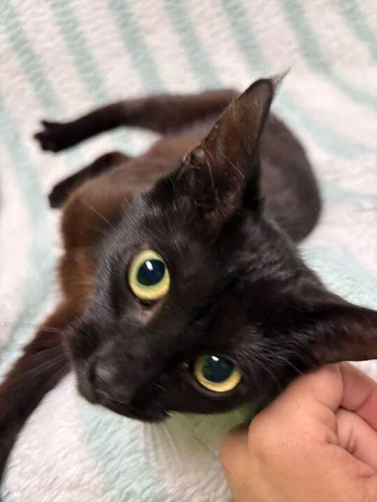 A young small-sized female Domestic Short Hair cat named Nani for adoption in Jackson, MI