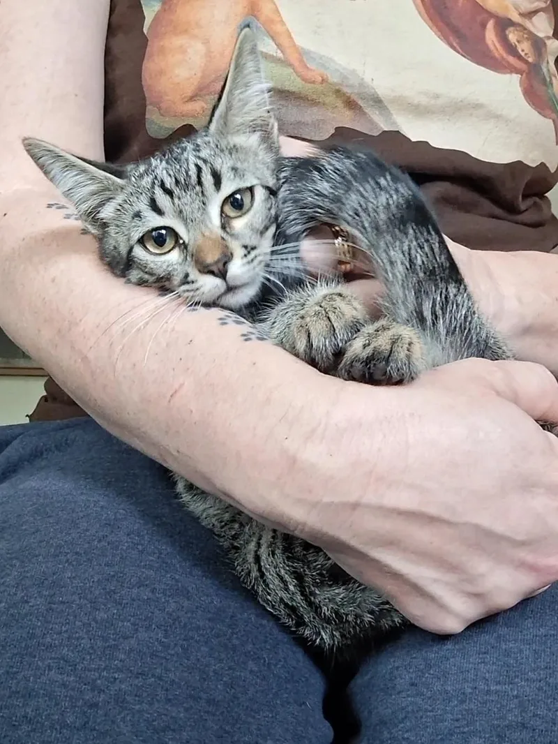 A baby small-sized male Brown / Chocolate Domestic Short Hair cat named Moose for adoption in Yorba Linda, CA