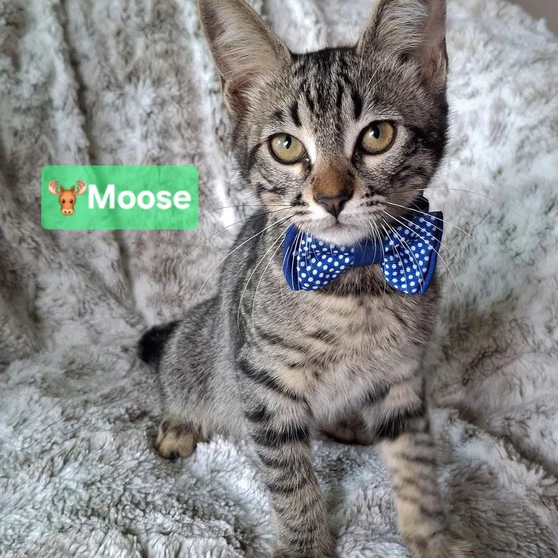 Moose thumbnail 4