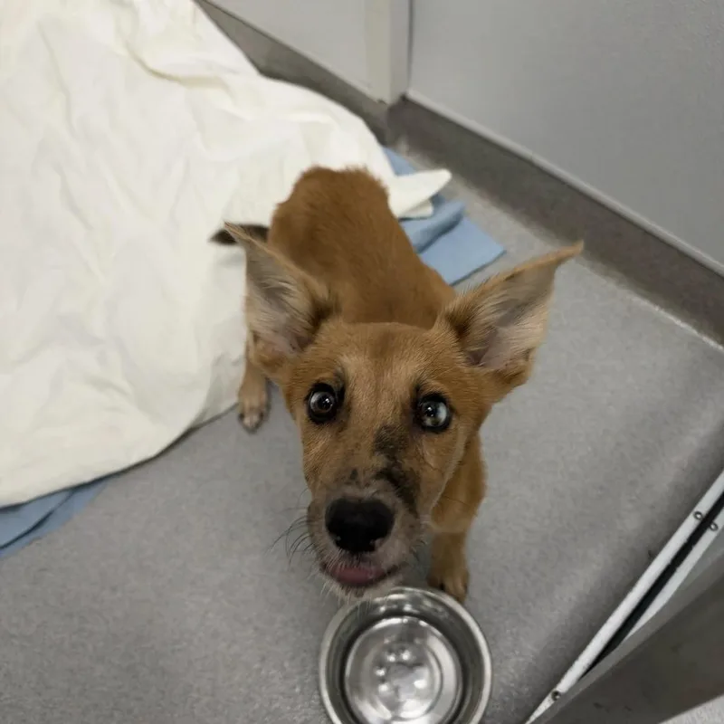 A baby small-sized female Yellow / Tan / Blond / Fawn Mixed Breed dog named Koda for adoption in Jupiter, FL
