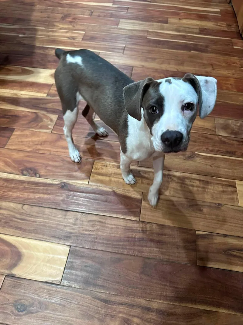 A young medium-sized female Terrier dog named Xena for adoption in Marine City, MI