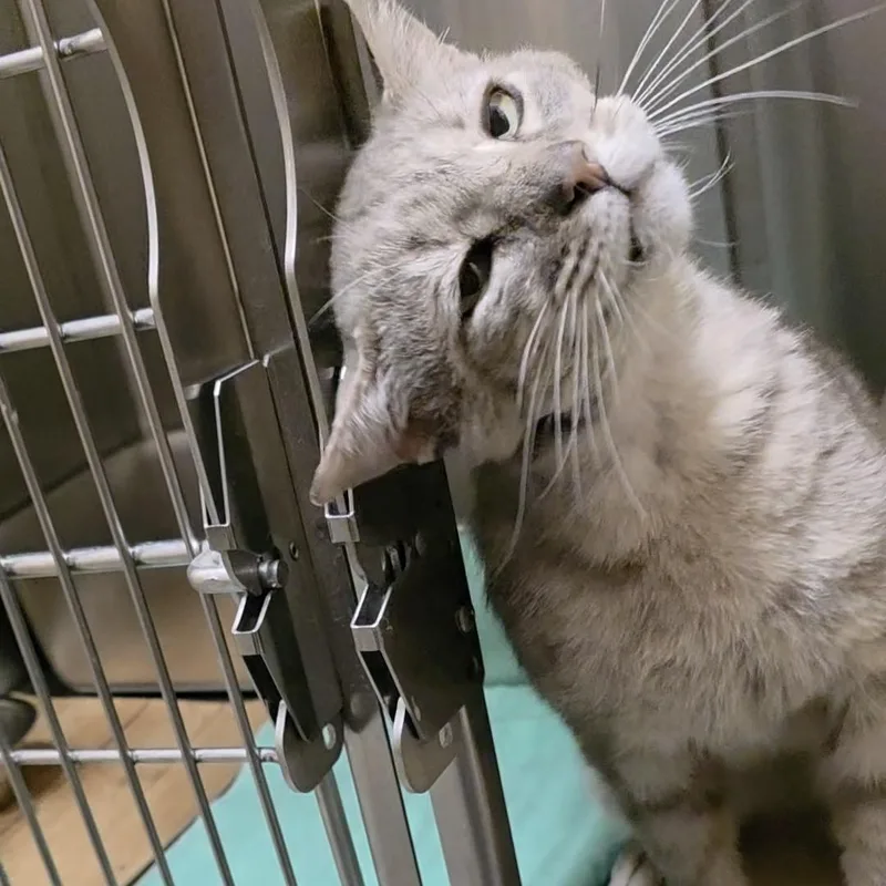 An adult medium-sized male Tabby (Gray / Blue / Silver) Domestic Short Hair cat named Lars for adoption in Renfrew, PA