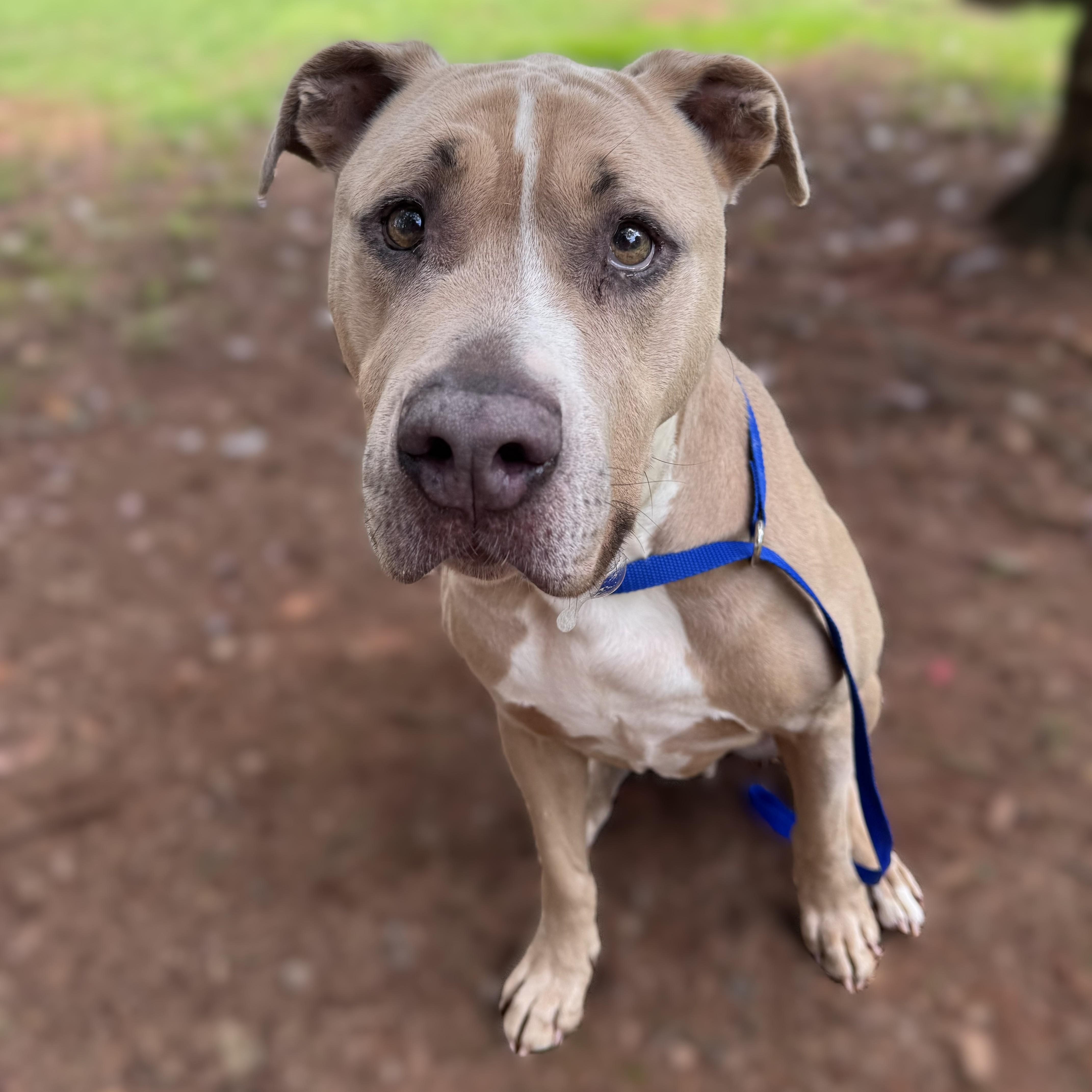 An adult large-sized male Yellow / Tan / Blond / Fawn Pit Bull Terrier dog named Hank  MEET ME for adoption in Alpharetta, GA