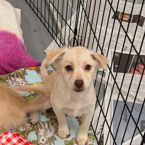 A baby small-sized male Yellow / Tan / Blond / Fawn Pomeranian dog named Spice for adoption in Point Richmond, CA