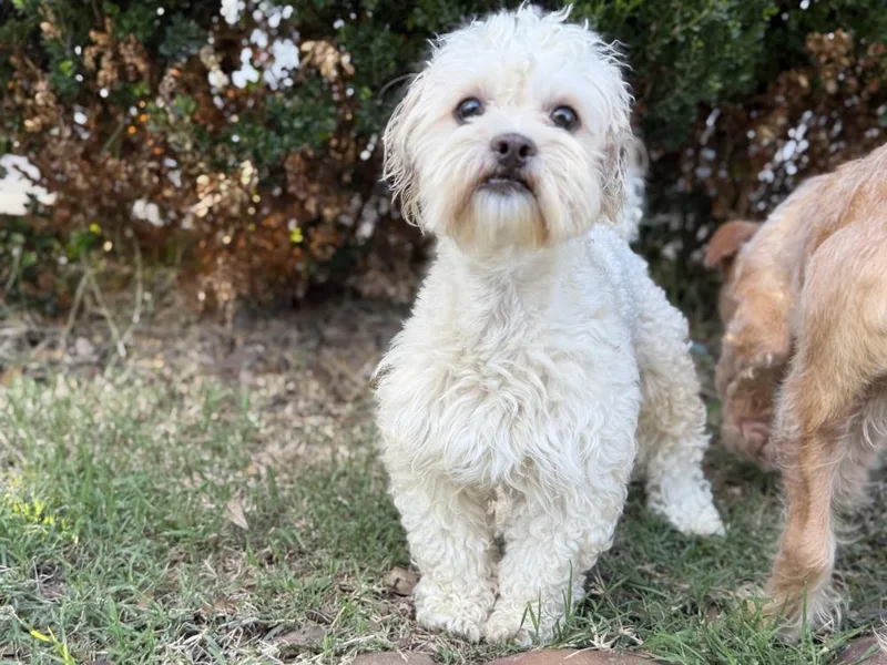 An adult small-sized male White / Cream Maltese dog named Gus for adoption in Richmond, TX