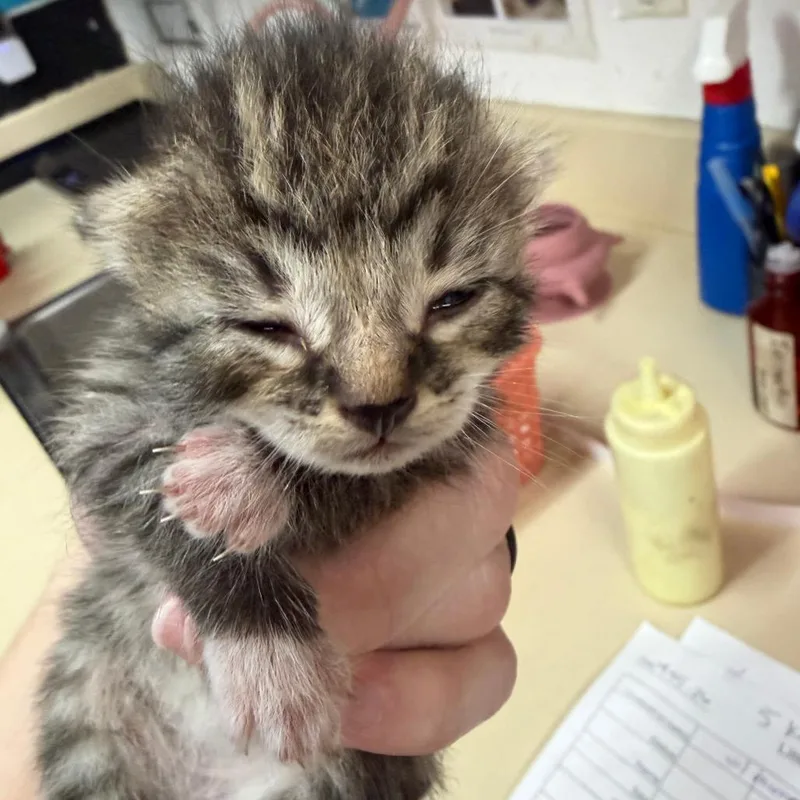 A baby small-sized female Black Domestic Short Hair cat named Sylvia for adoption in Ardmore, OK