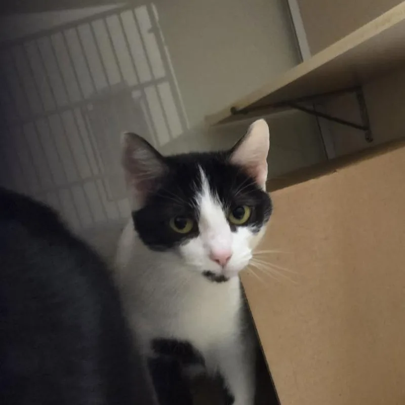 An adult medium-sized female White Domestic Short Hair cat named Mama for adoption in Ballston Spa, NY