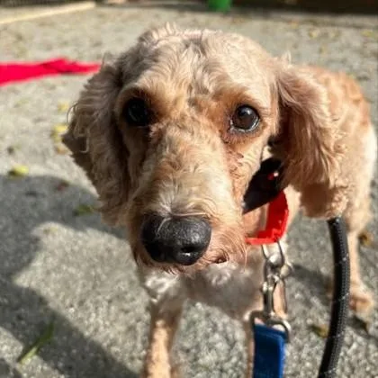An adult small-sized male Miniature Poodle dog named Champ for adoption in Phoenixville, PA