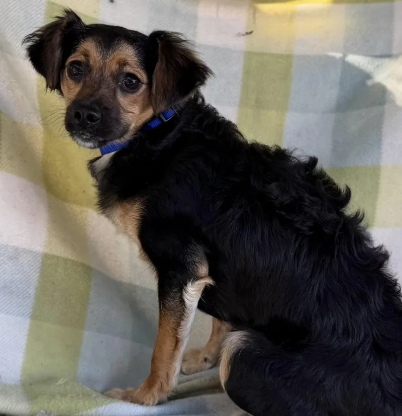 A young small-sized female Tricolor (Brown, Black, & White) Shih poo dog named Priscilla for adoption in Santa Rosa, CA