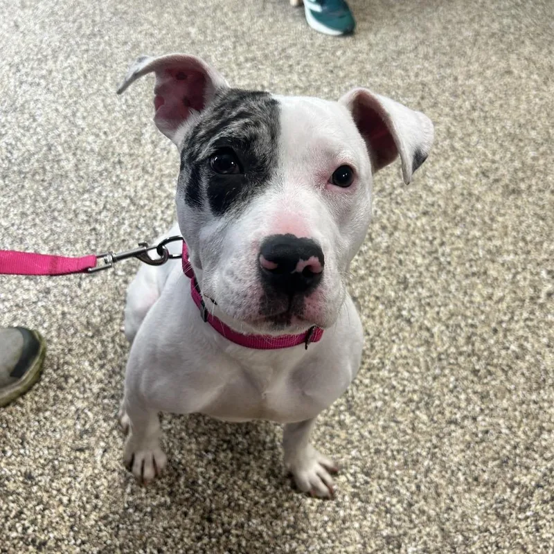 A young medium-sized female White / Cream Pit Bull Terrier dog named Koza for adoption in Uniontown, PA