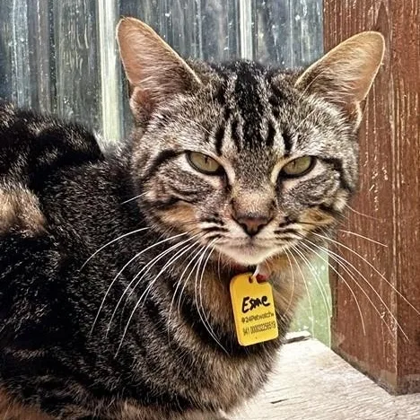 An adult medium-sized female Tabby (Buff / Tan / Fawn) Tabby cat named Esme Active And for adoption in Hoquiam, WA