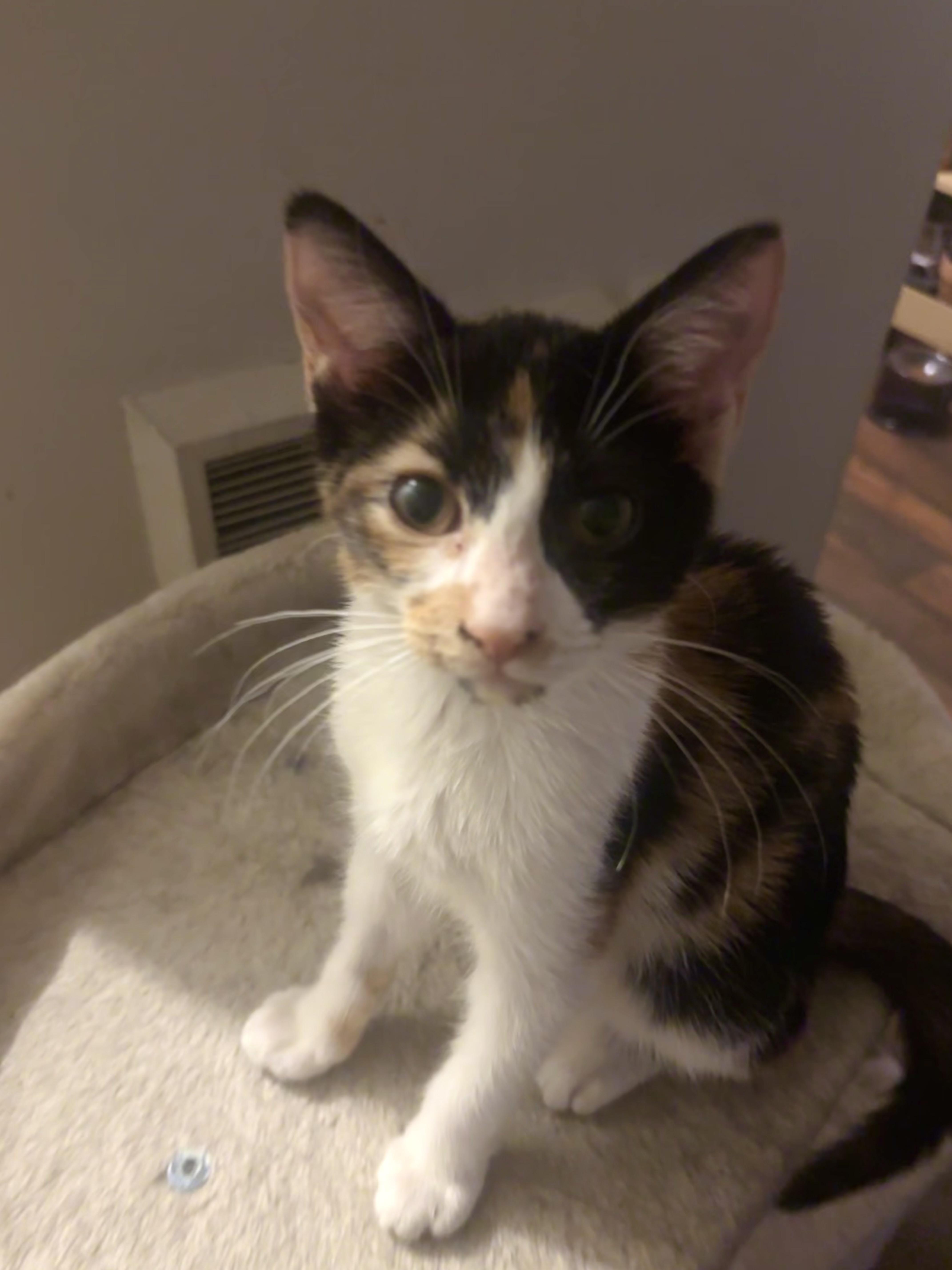 A baby small-sized female Calico Domestic Short Hair cat named Elena for adoption in Statesboro, GA