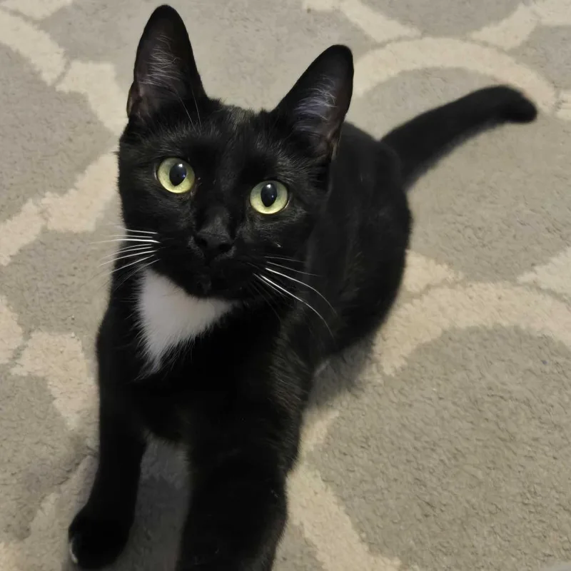 A young small-sized female Black Domestic Short Hair cat named Button for adoption in Delaware, OH
