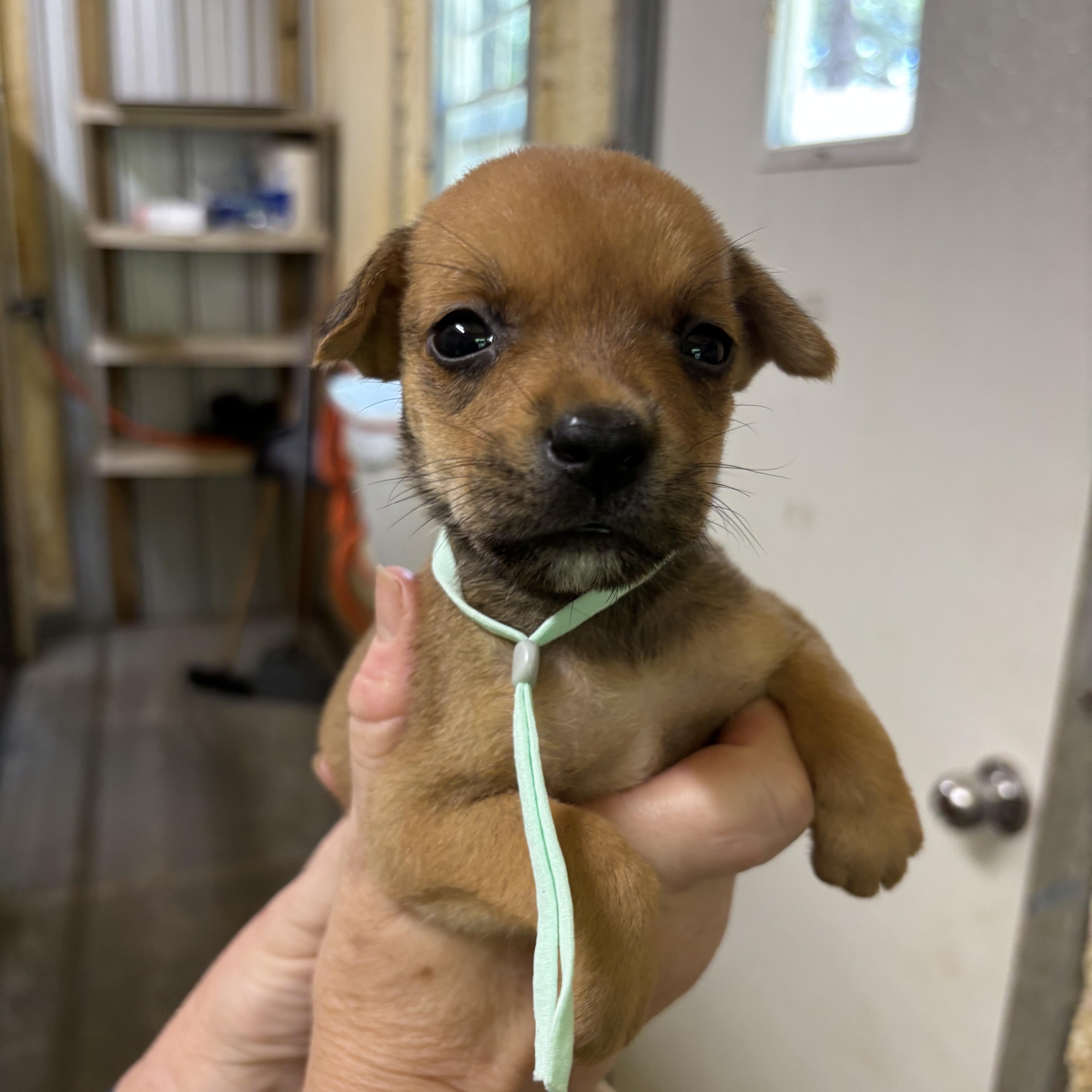 A baby small-sized female Golden Mixed Breed dog named Sage for adoption in Ruston, LA