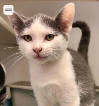 A baby small-sized male Gray / Blue / Silver Domestic Short Hair cat named Cow for adoption in Kansas City, MO