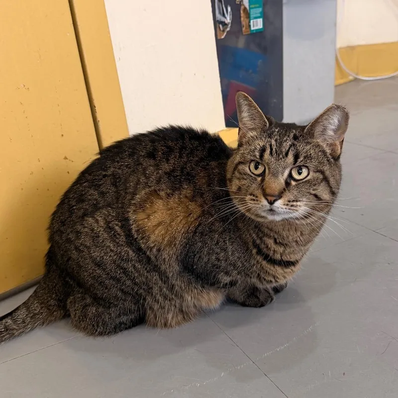 An adult large-sized female Gray / Blue / Silver Domestic Short Hair cat named Flo for adoption in Indianapolis, IN