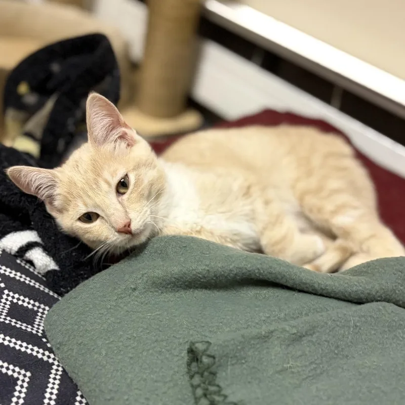 A baby medium-sized female Tabby (Orange / Red) Tabby cat named Peaches for adoption in Greensburg, PA