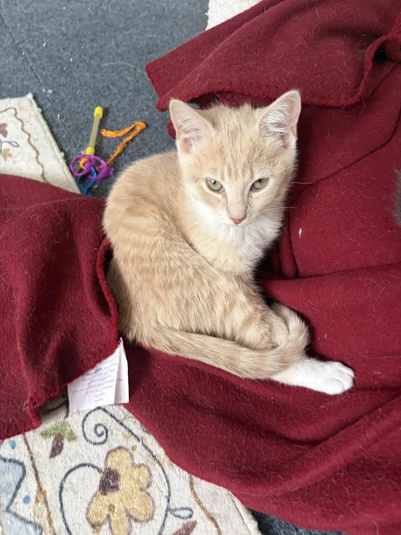 Peaches thumbnail 2