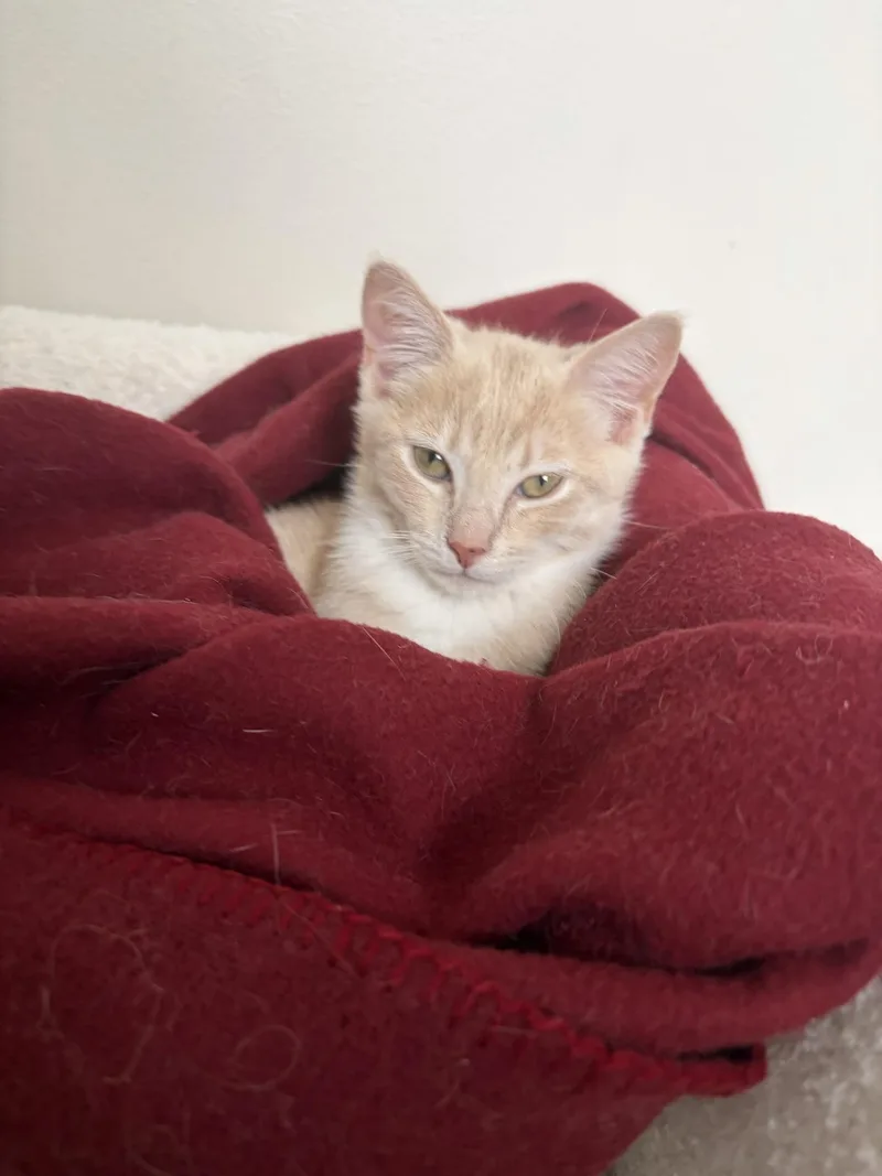 Peaches thumbnail 3