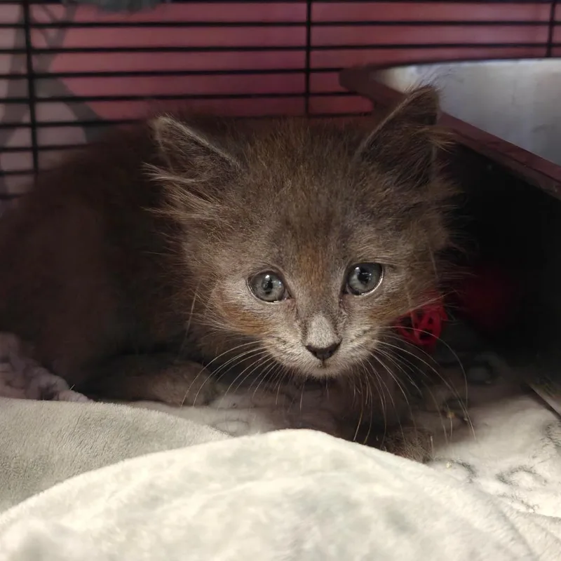 A baby small-sized male Gray / Blue / Silver Domestic Long Hair cat named Moscow for adoption in New Orleans, LA