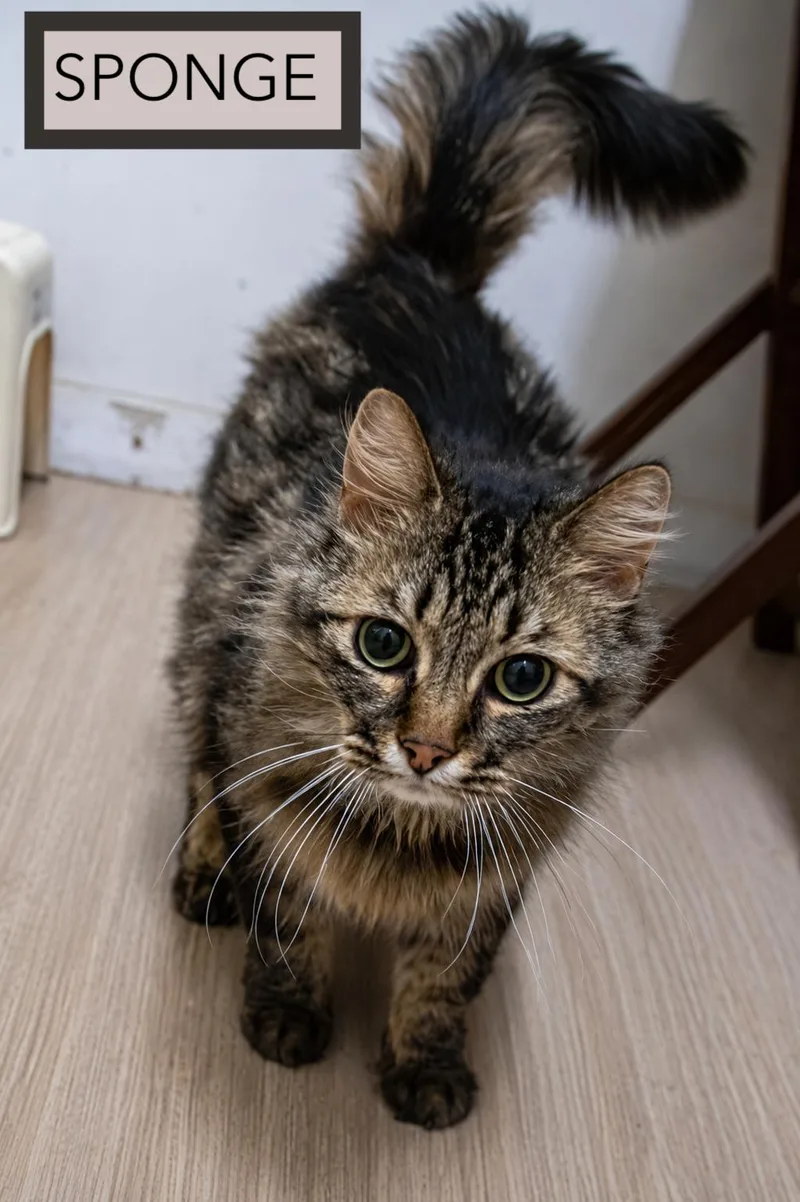 An adult large-sized female Tabby cat named Sponge: DMH for adoption in Greenville, DE