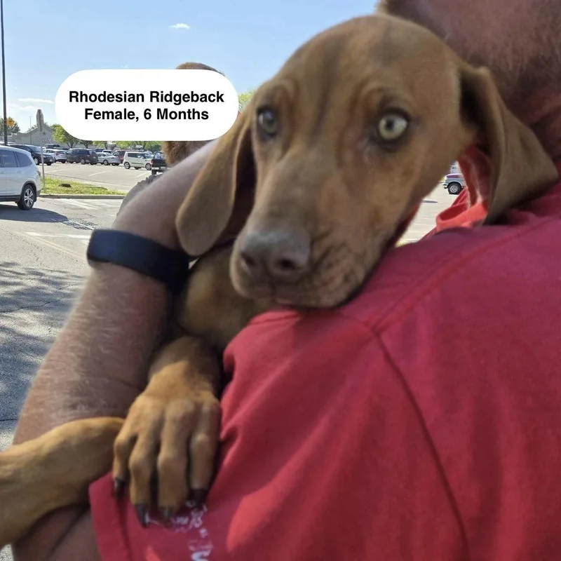 A baby large-sized female Red / Chestnut / Orange Rhodesian Ridgeback dog named June for adoption in Blue Springs, MO