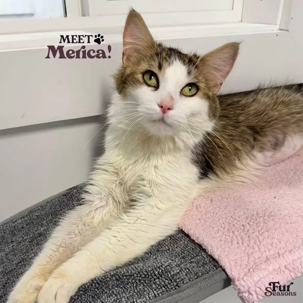 A young medium-sized female Domestic Medium Hair cat named Merica for adoption in Madison, WI