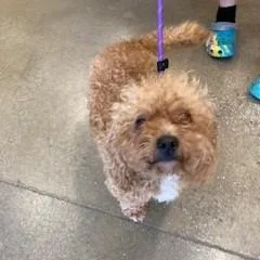 An adult small-sized female Poodle dog named Strawberry Strudel for adoption in York, PA