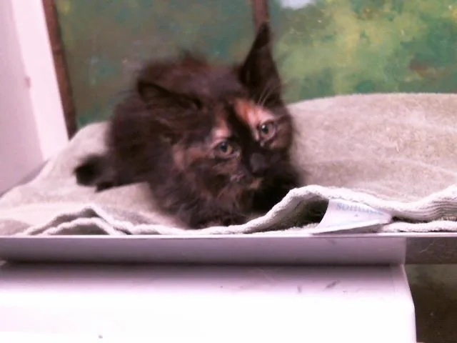 A baby small-sized female Domestic Short Hair cat named Summer for adoption in Houston, TX
