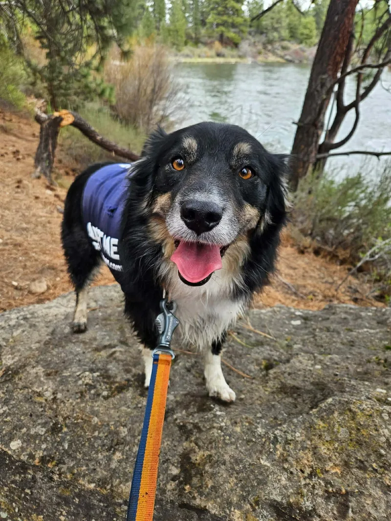 An adult medium-sized male Tricolor (Brown, Black, & White) Australian Shepherd dog named Bodi for adoption in Bend, OR