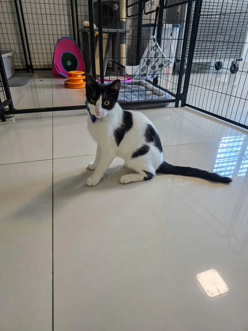A young medium-sized male Black Tuxedo cat named RENE  truly best for adoption in New York, NY