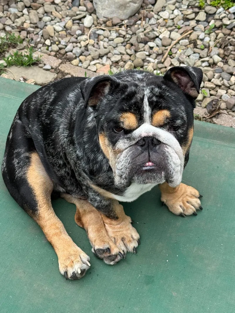 An adult medium-sized male English Bulldog dog named Onyx for adoption in Buffalo, NY