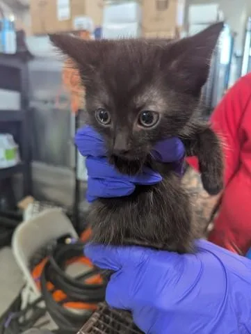 A baby small-sized male Domestic Short Hair cat named Todd for adoption in San Bernardino, CA