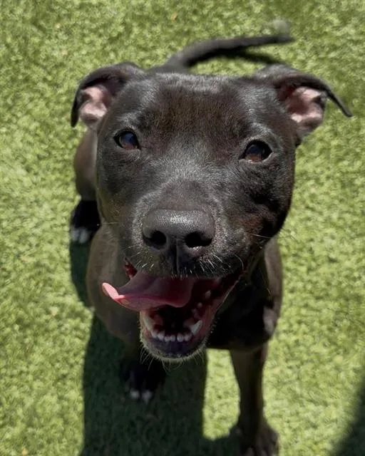 An adult large-sized female Pit Bull Terrier dog named Maddy for adoption in Newton, NC