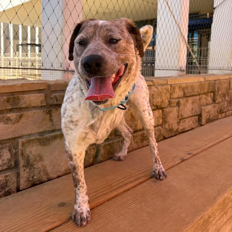 A young medium-sized male Red / Chestnut / Orange Mixed Breed dog named Stanley for adoption in Bentonville, AR