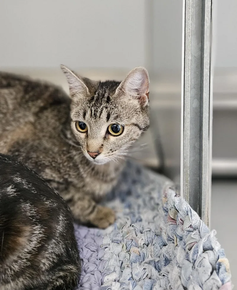 An adult medium-sized female Tabby (Buff / Tan / Fawn) Domestic Short Hair cat named 61570736 for adoption in Elko, NV