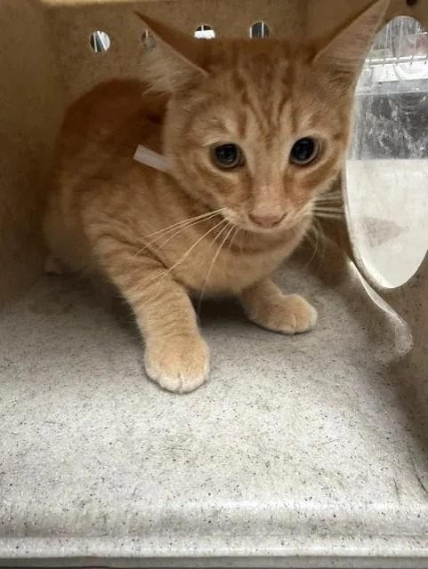 A young large-sized male Domestic Medium Hair cat named Cobie for adoption in Baldwin Park, CA