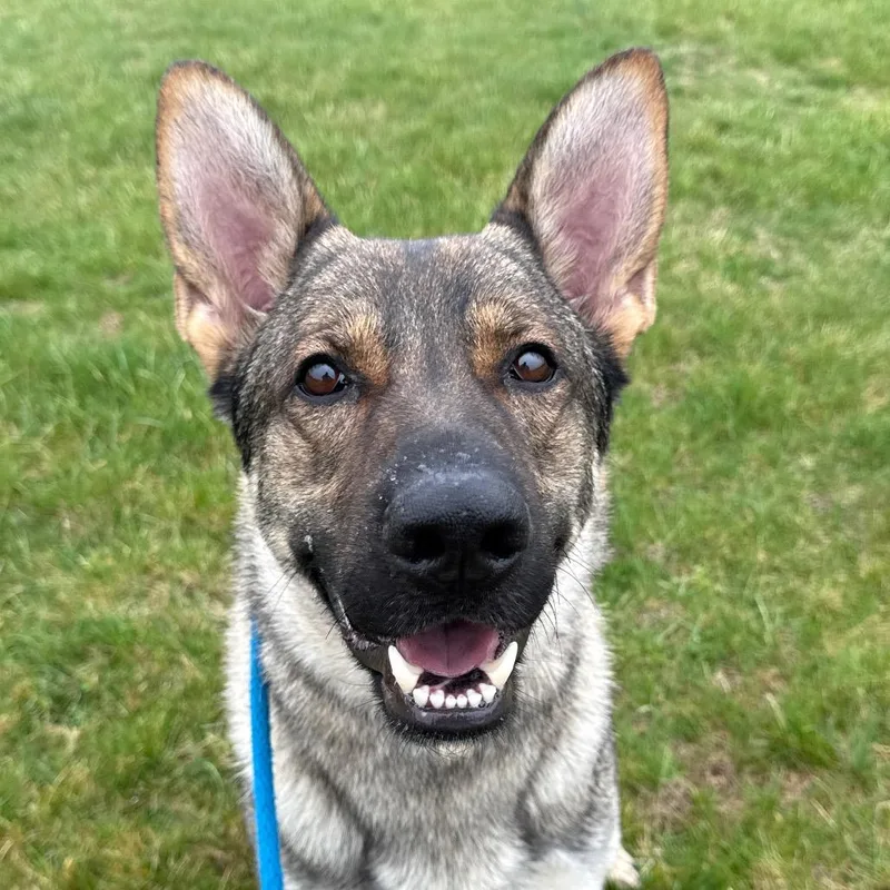 An adult large-sized male Sable German Shepherd Dog dog named Hanz for adoption in New Ringgold, PA
