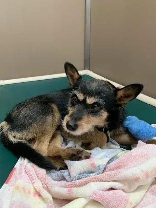An adult small-sized female Terrier dog named Lady for adoption in Honolulu, HI