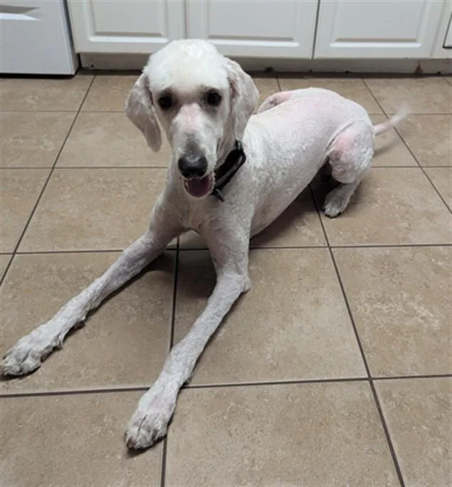 A young medium-sized male Poodle dog named A for adoption in Wilmington, NC