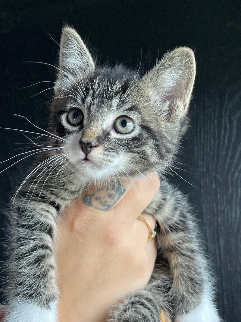 A baby medium-sized male Black & White / Tuxedo Tabby cat named Luffy for adoption in Island Lake, IL