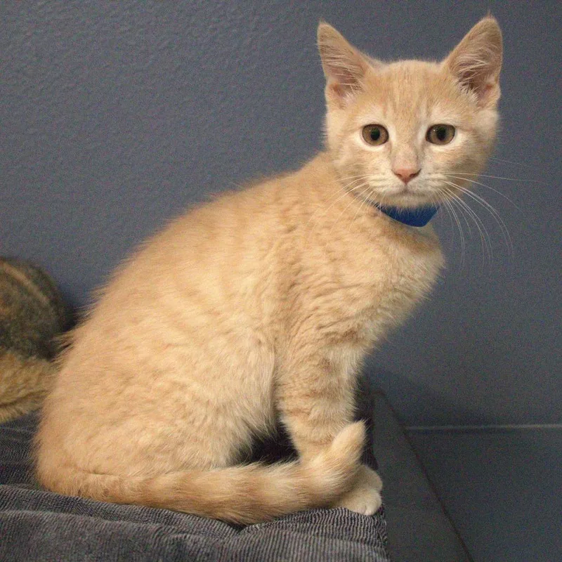 A baby small-sized male Buff / Tan / Fawn Domestic Short Hair cat named Crackle for adoption in Lakeland, FL