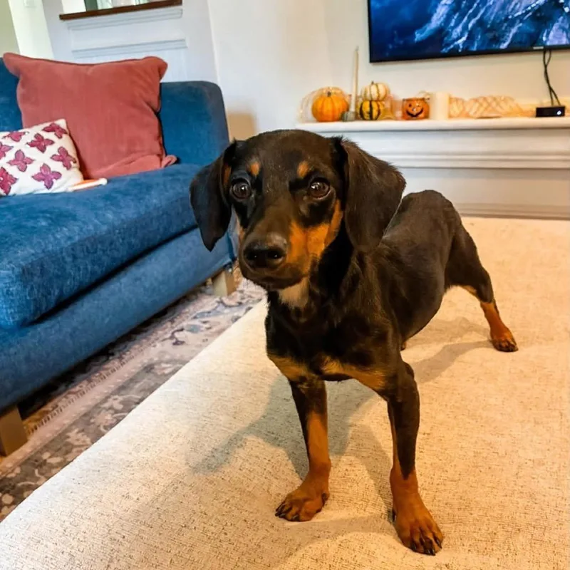 A young small-sized male Black Dachshund dog named Cricket for adoption in Baton Rouge, LA