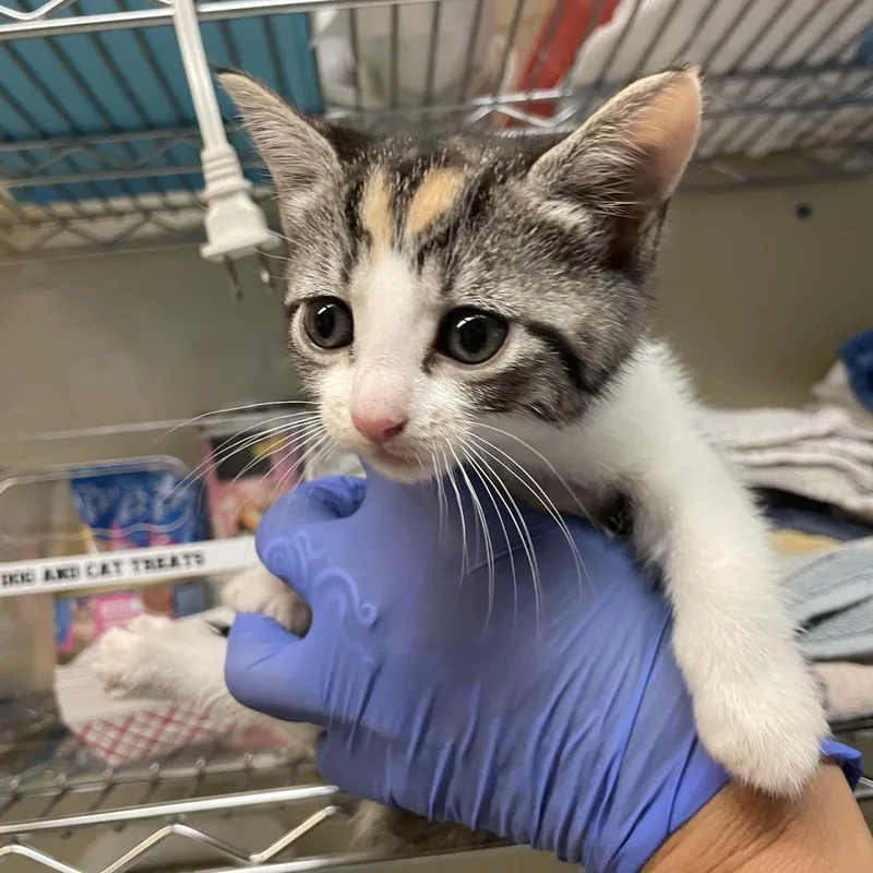 A baby small-sized female Tortoiseshell Domestic Short Hair cat named Rose for adoption in Pasadena, CA